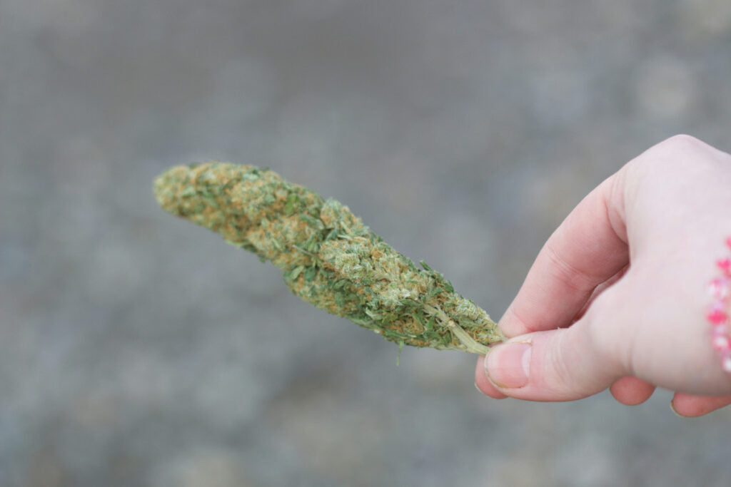 What is THCa Flower vs THC Flower? Key Differences to Consider