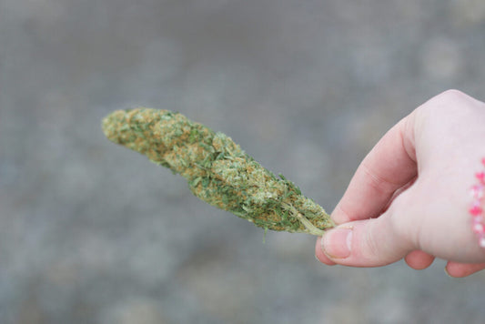 What is THCa Flower vs THC Flower? Key Differences to Consider