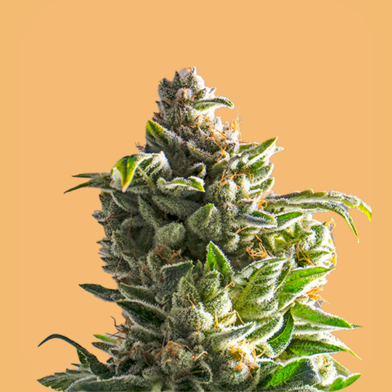 All THCa Flower