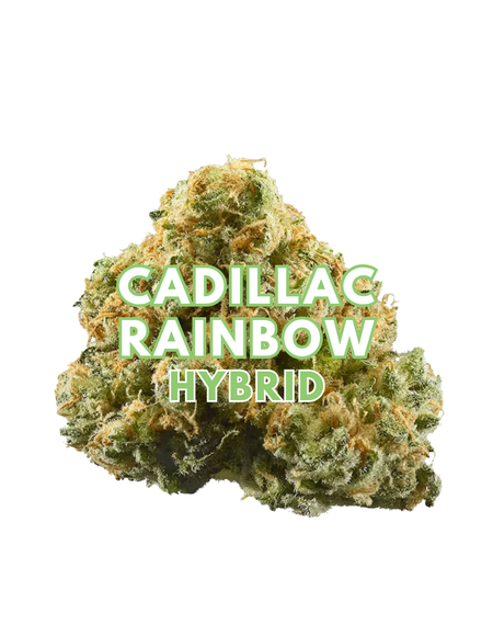Cadillac Rainbow