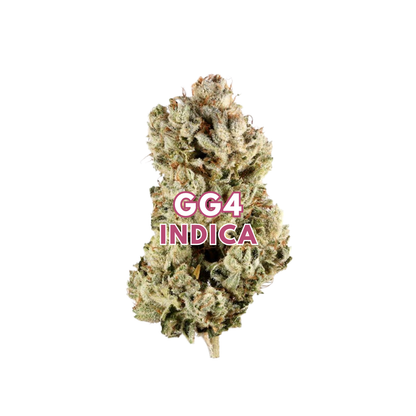 GG4
