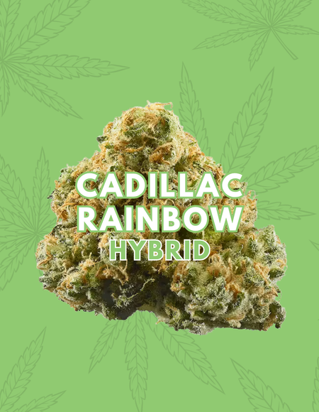 Cadillac Rainbow